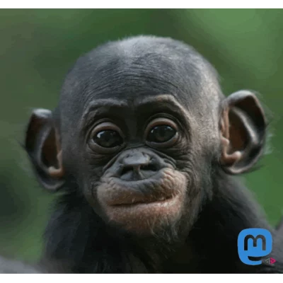 Avatar de jesuiSatire …ᘛ⁐̤ᕐᐷ Mastodon